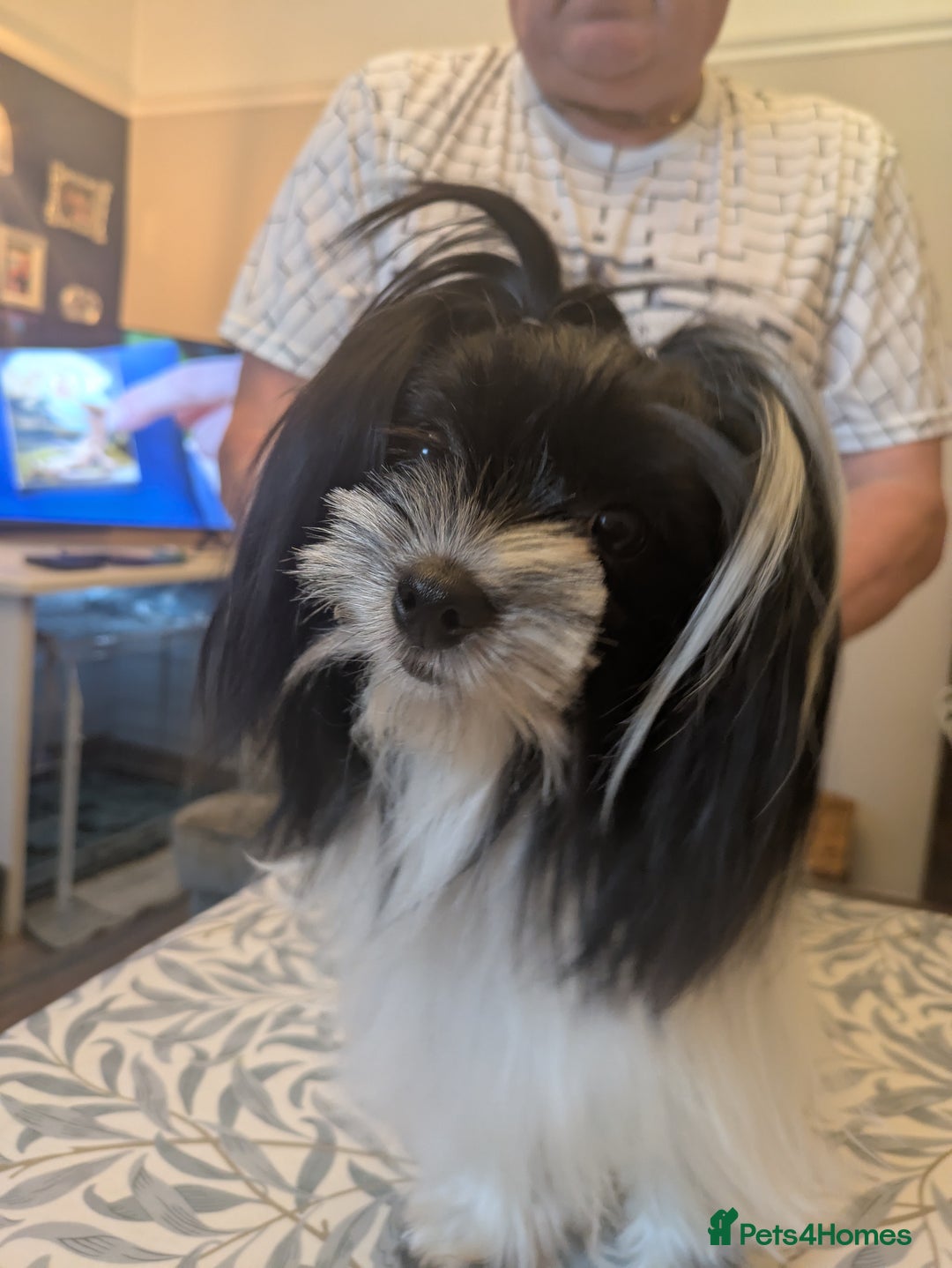 Biewer Terrier dogs for sale: Adorable Purebred Biewers  - Image 37