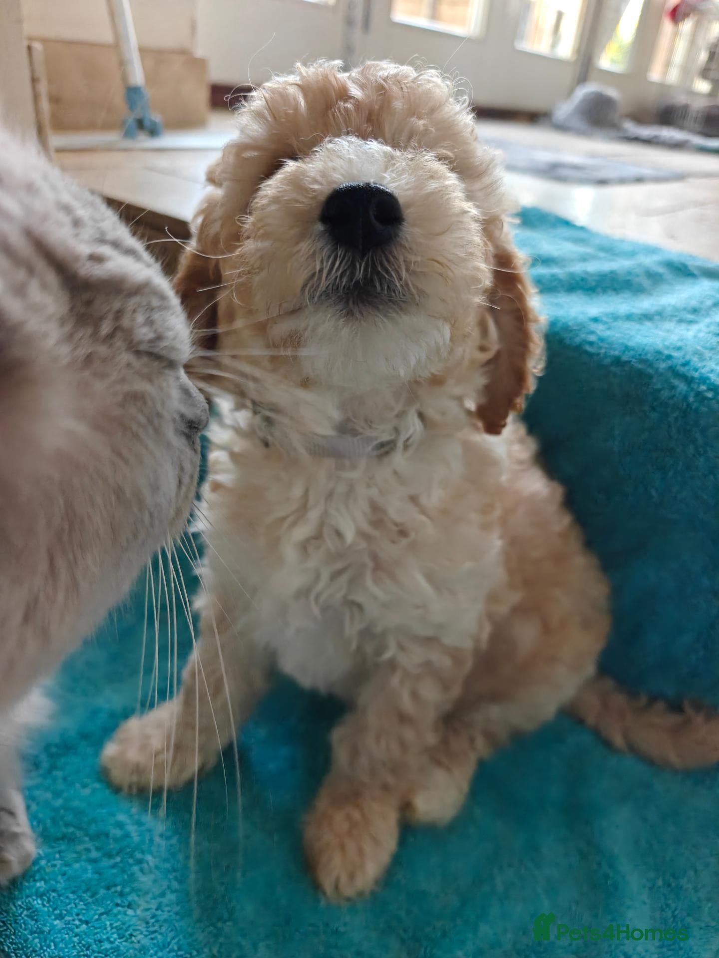 Cockapoo dogs 2 Gorgeous F1B Cockapoo girl puppies Ready Now - Advert 2