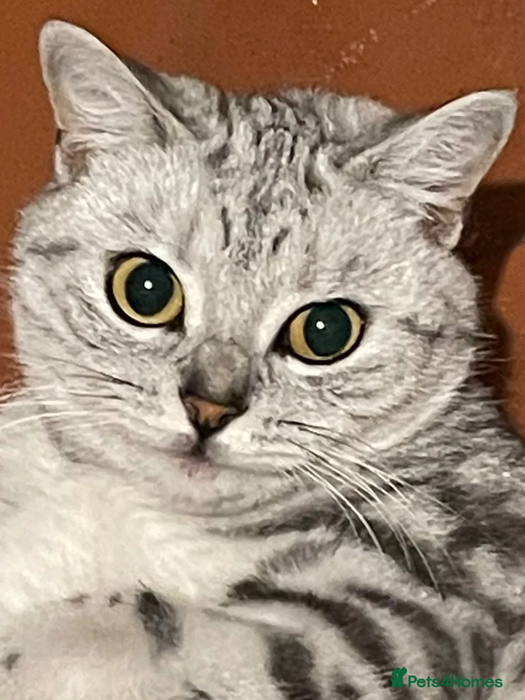 British Shorthair cats for sale: GCCF. BSH boy n girl..both spayed  - Advert 1