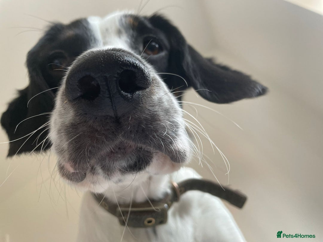 Mixed Breed dogs for sale: Ralph - 4 yr old Springer - Image 5