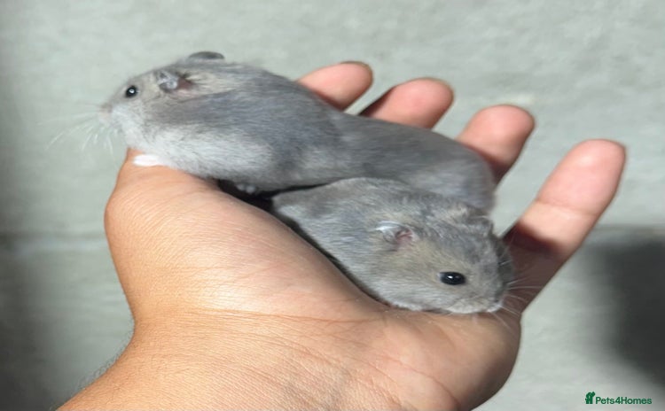 Hamster rodents - Advert 3