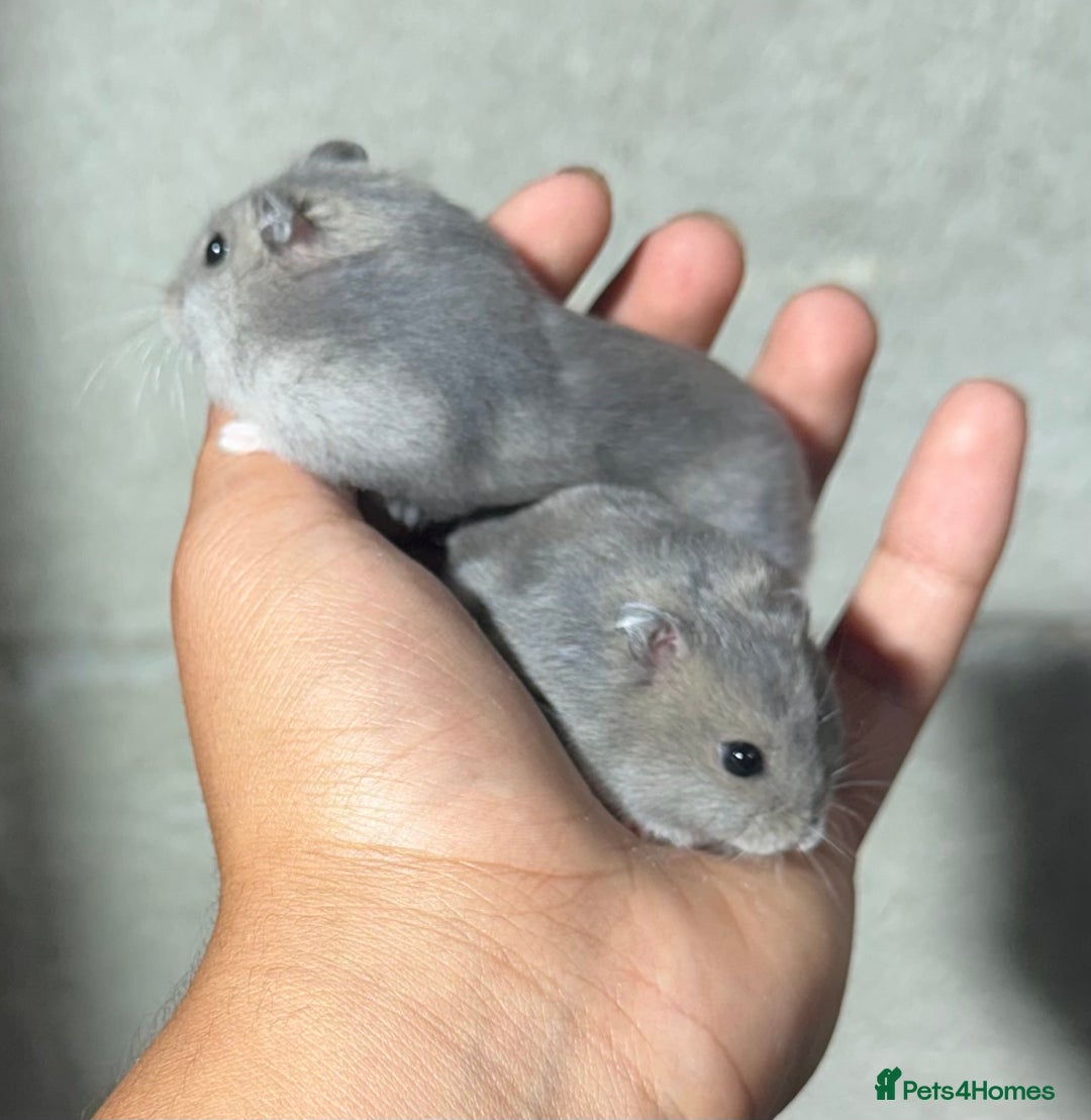Hamster rodents for sale: STUNNING, TAME, PEDIGREE BABY WINTER WHITE HAMSTER - Image 1