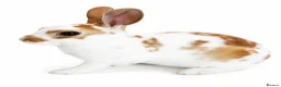 Rex rabbits for sale: X2 Mini Rex  - Advert 6