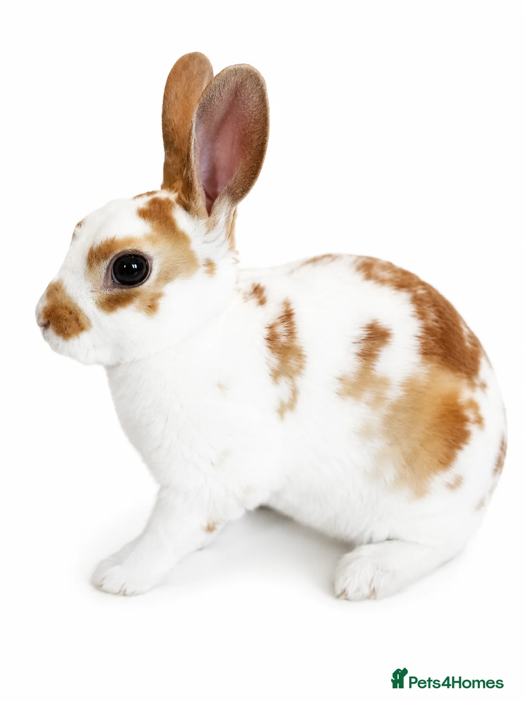Rex rabbits for sale: X2 Mini Rex  - Advert 6