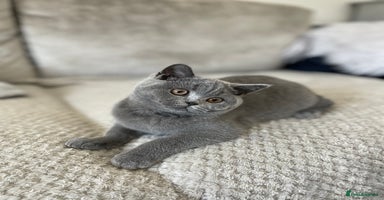 British Shorthair cats - Advert 1
