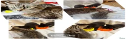 Mixed Breed cats for sale: Kittens Ready For Loving Homes - Advert 2