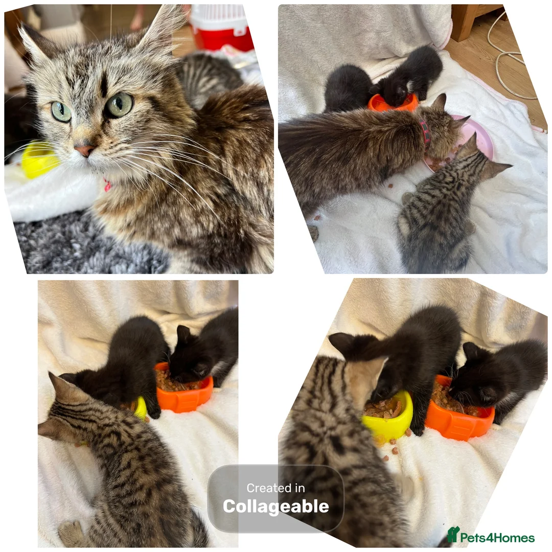 Mixed Breed cats for sale: Kittens Ready For Loving Homes - Advert 2
