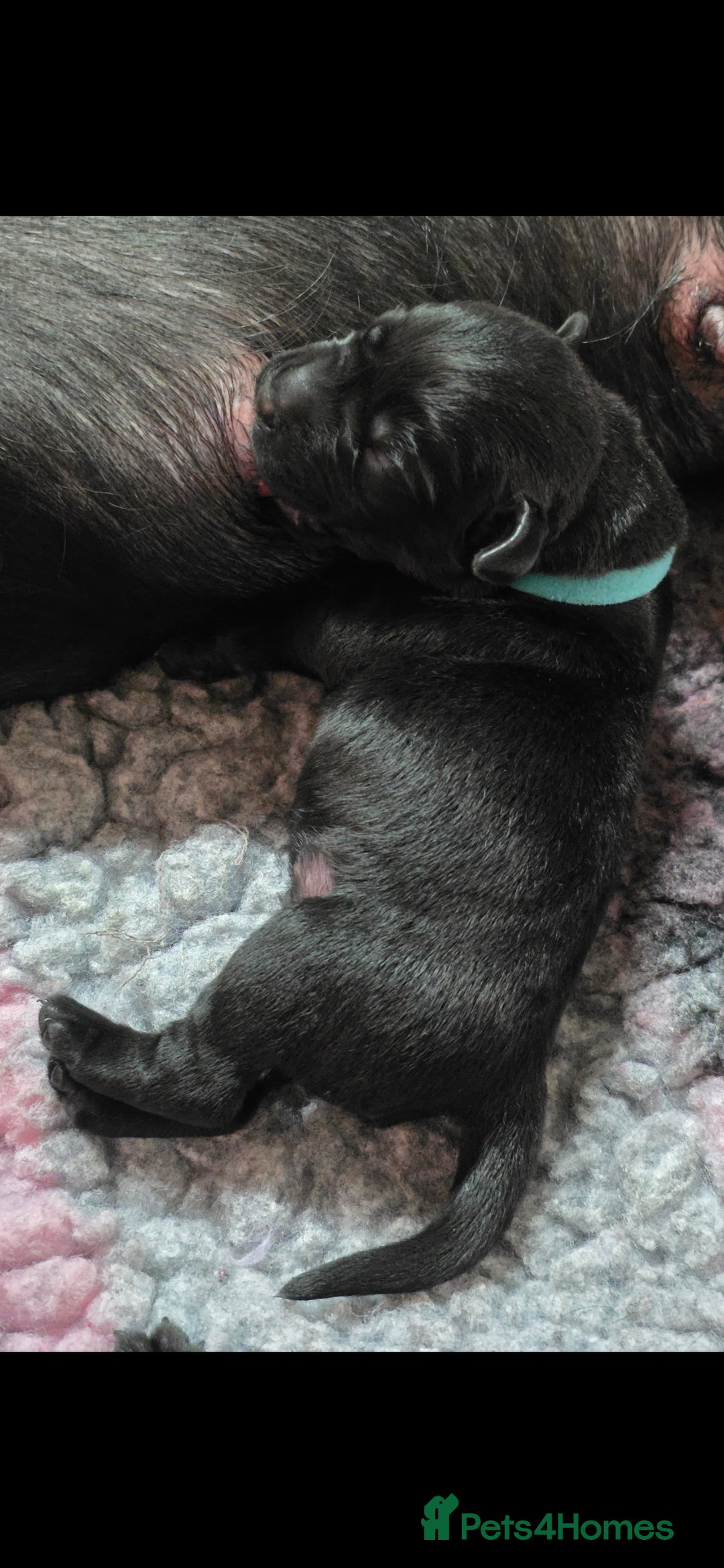 Labrador Retriever dogs for sale: 💫Stunning chocolate and black labrador pups 💫 - Image 9