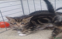 Mixed Breed cats for sale: Gorgeous Bengal x babies **READY NOW** - Image 26