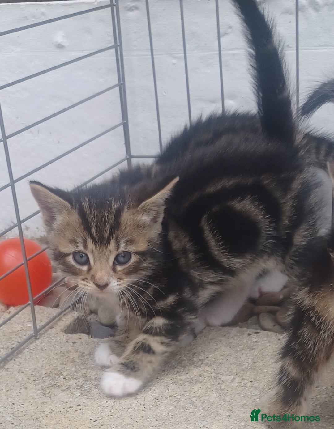 Mixed Breed cats for sale: Gorgeous Bengal x babies **READY NOW** - Image 26