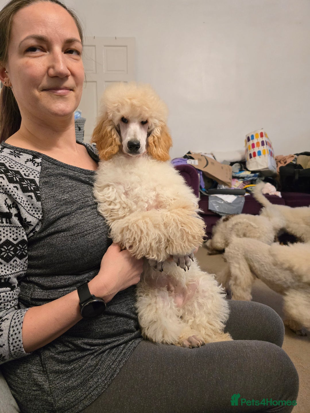 Miniature Poodle dogs for sale: Miniature poodle boy - Image 6