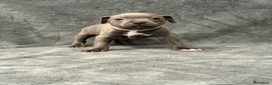 White - Female