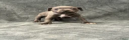 Staffordshire Bull Terrier dogs for sale: Blue Staffordshire Bull Terrier Puppies - Advert 20