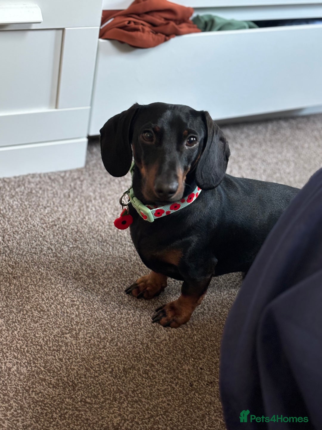 Dachshund dogs for sale: Dachshund Black and Tan male - Slinky - Advert 5