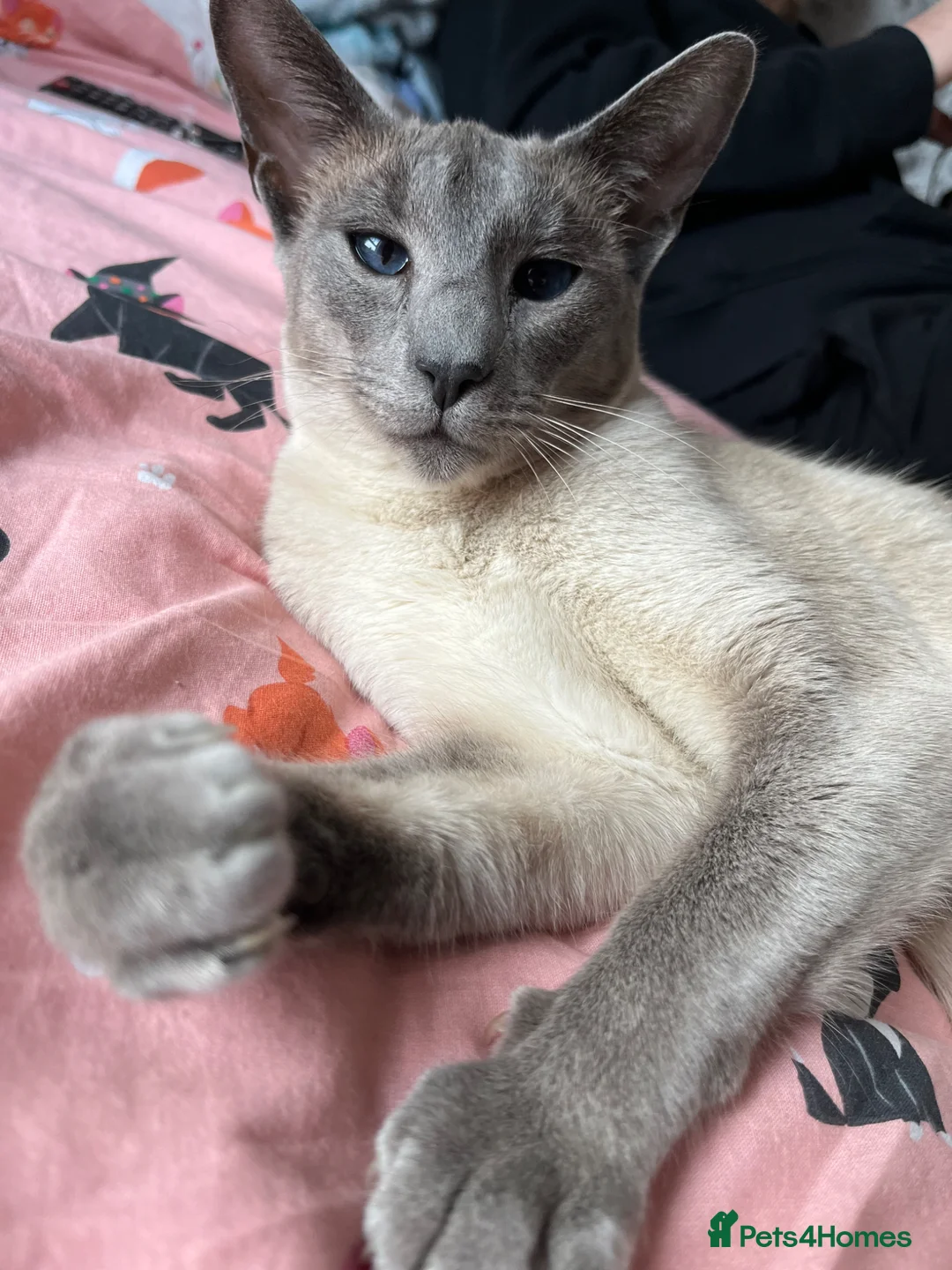 Siamese cats for sale: Female Siamese cat - Advert 4