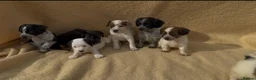Jack Russell dogs for sale: **outstanding jack russell pups** in Poole - Advert 11