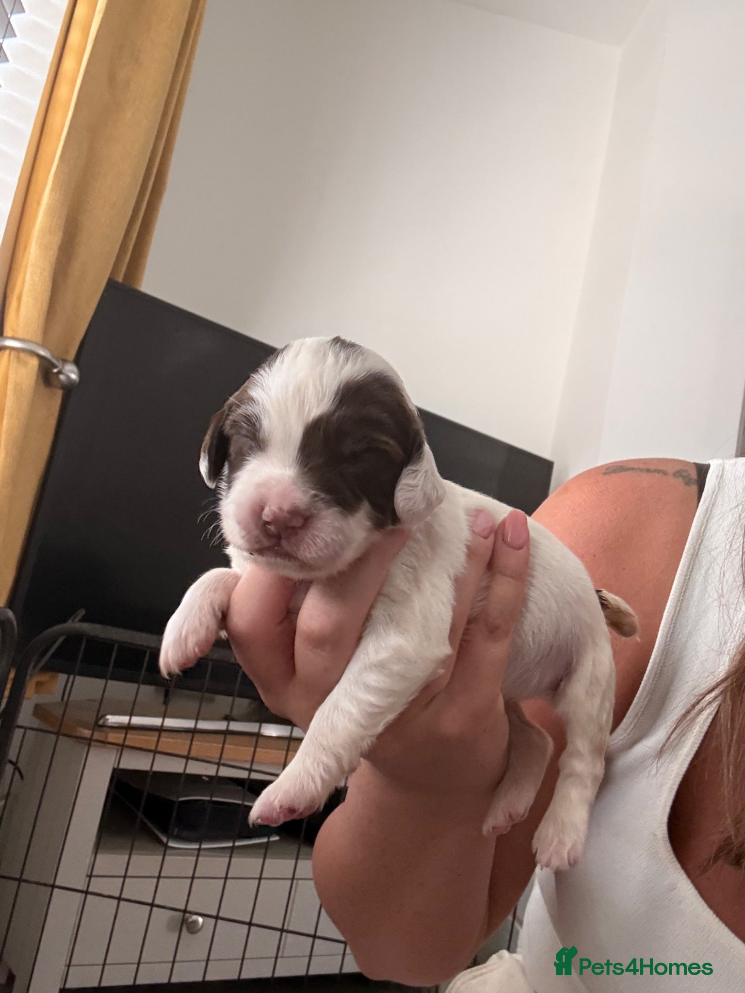English Springer Spaniel dogs for sale: Kc registered English springer spaniel puppies  in Ryton - Advert 5