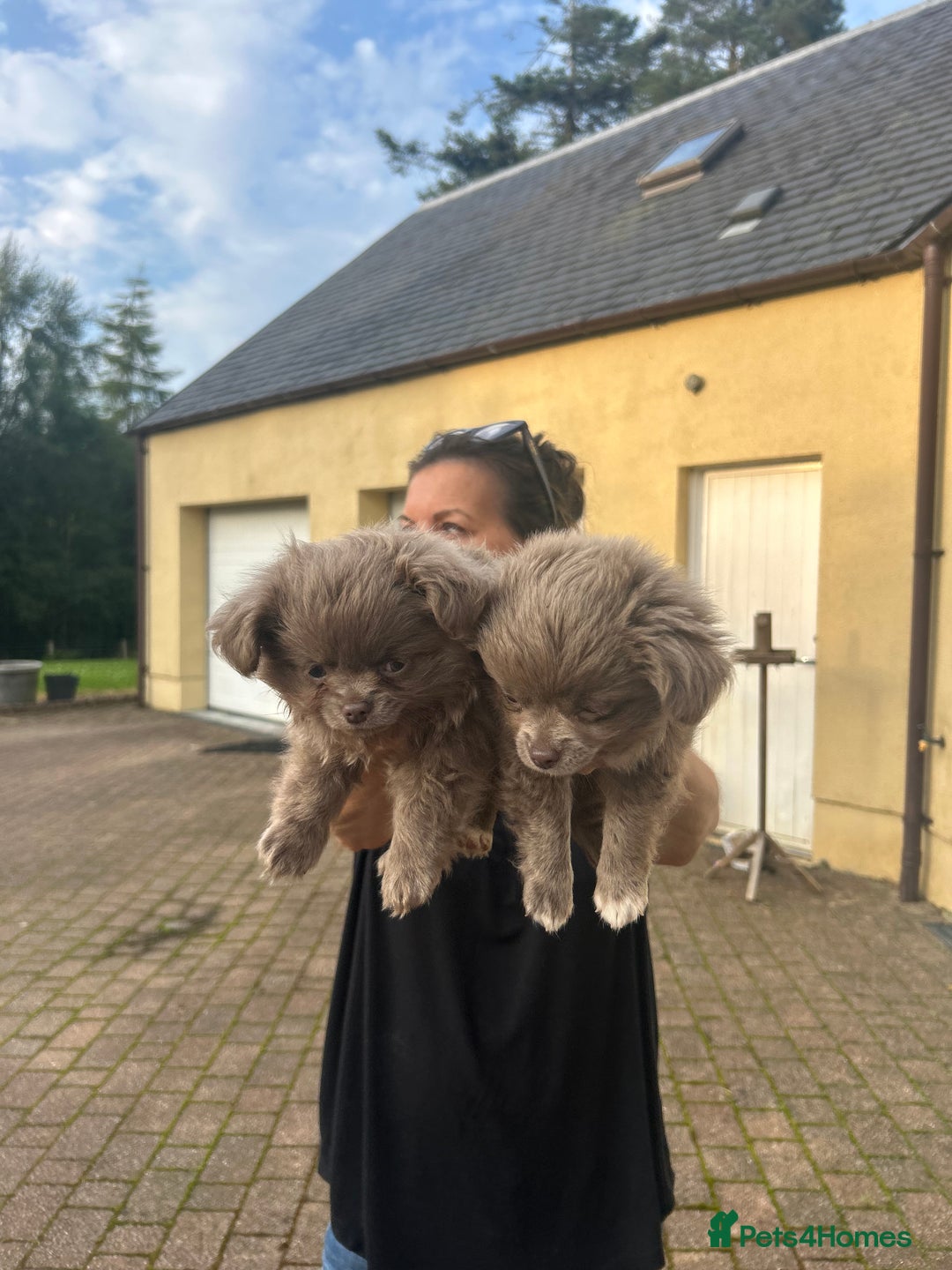 Chihuahua dogs for sale: Beautiful long coat pure breed chihuahua  - Image 14