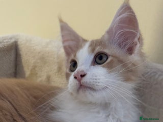 Maine Coon cats - Advert 3