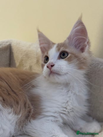 Maine Coon cats - Advert 4