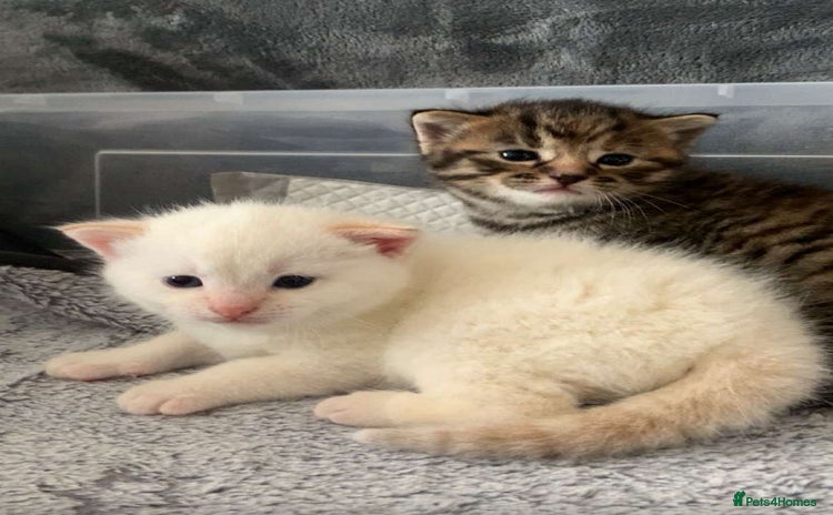 Mixed Breed cats - Advert 2