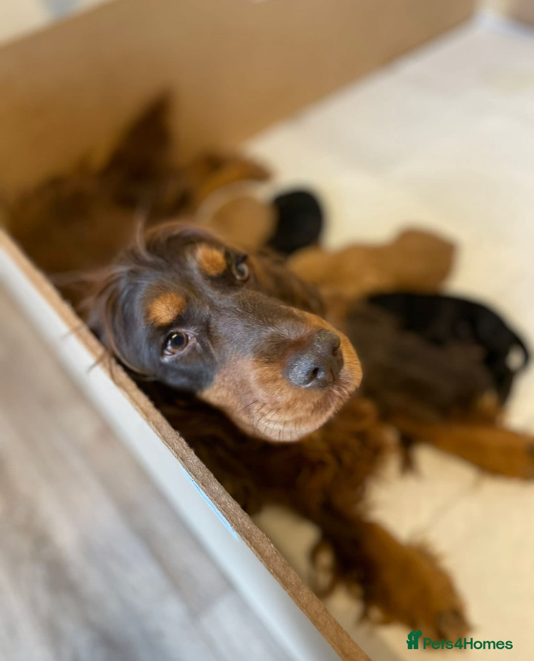 Cockapoo dogs for sale: 8 gorgeous Cockapoos  - Image 1