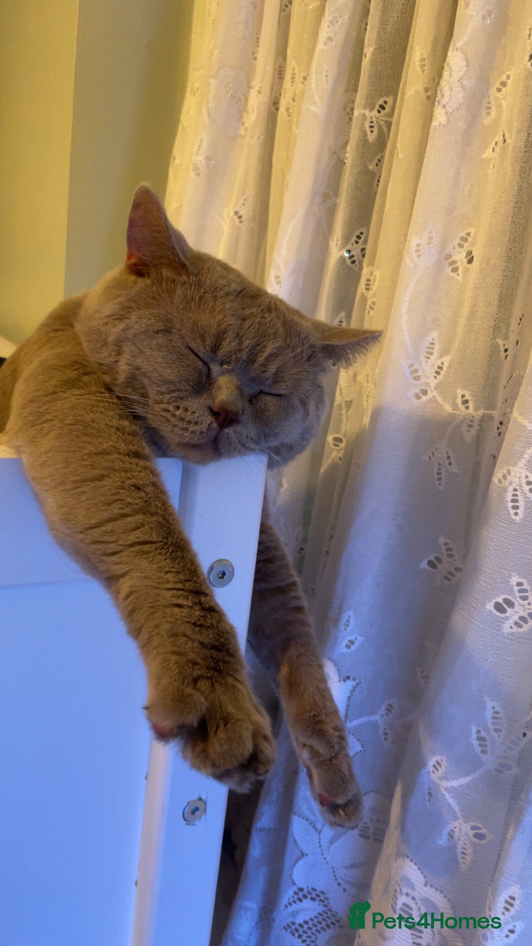 British Shorthair cats for sale: Lilac Male BSH - Image 2