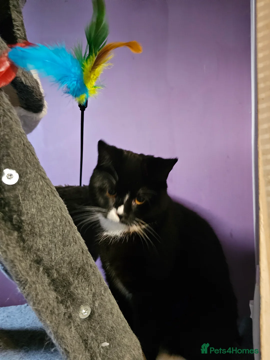 British Shorthair cats for sale: British shorthair cross DSH - Advert 16