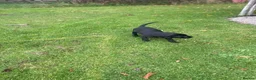 Labrador Retriever dogs for sale: Labrador pups  - Advert 7