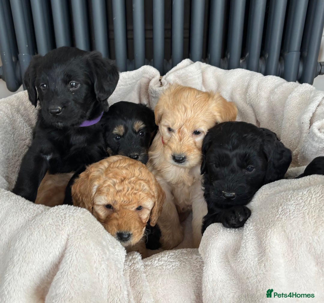 Labradoodle dogs for sale: Gorgeous f1b Labradoodle Puppies KC Parents - Advert 2