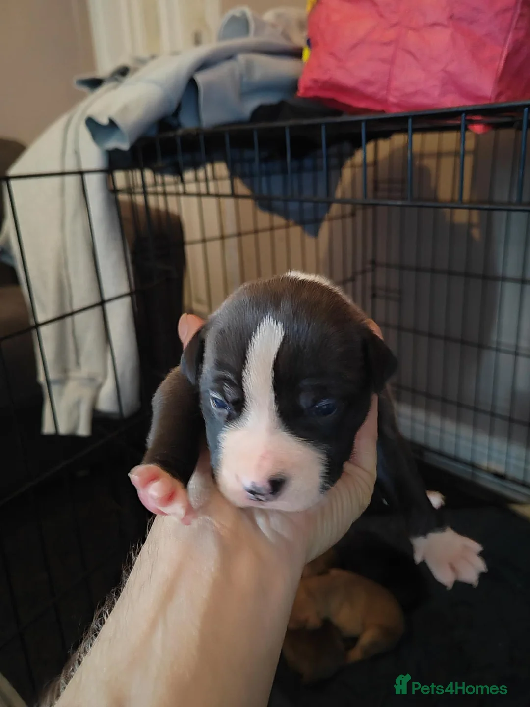 Staffordshire Bull Terrier dogs for sale: Puppy info in Cleckheaton - Advert 6