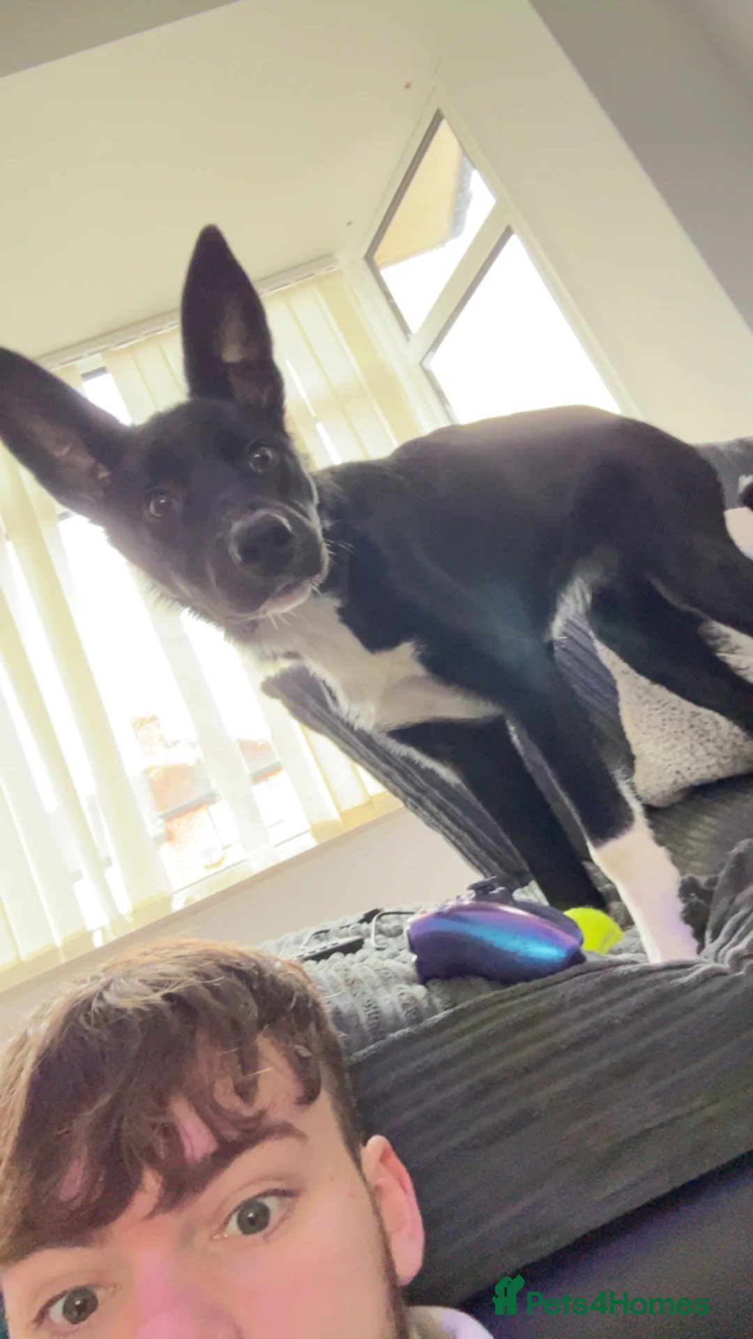 Mixed Breed dogs for sale: Border collie mix  - Advert 4