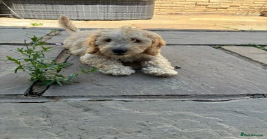 Miniature Poodle dogs - Advert 1