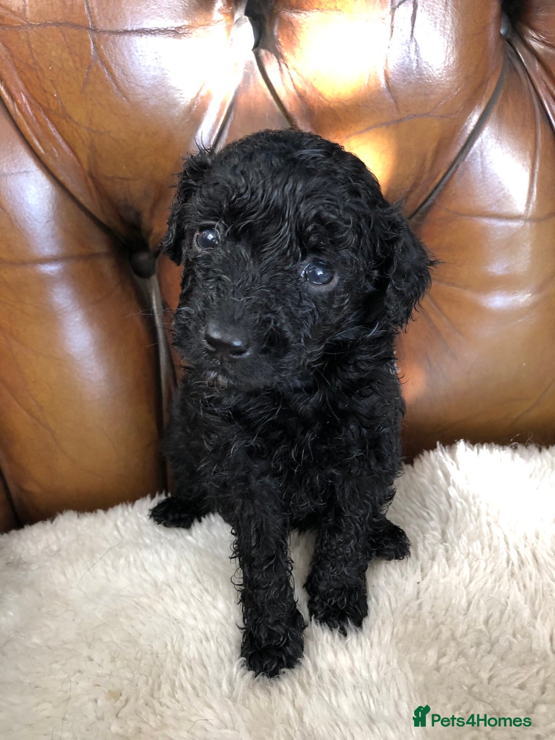 Labradoodle dogs for sale: Miniature Curly-Coated Teddybear Labradoodles  - Advert 25