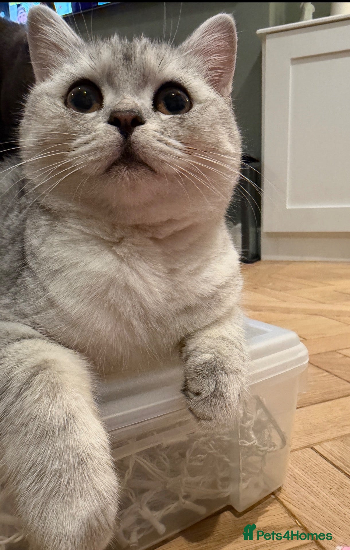 British Shorthair cats *Ready* 2 White & Grey British Short Hair Kittens  - Advert 1