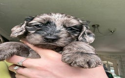 Cockapoo dogs for sale: Adorable Cockapoo Puppies - Image 5