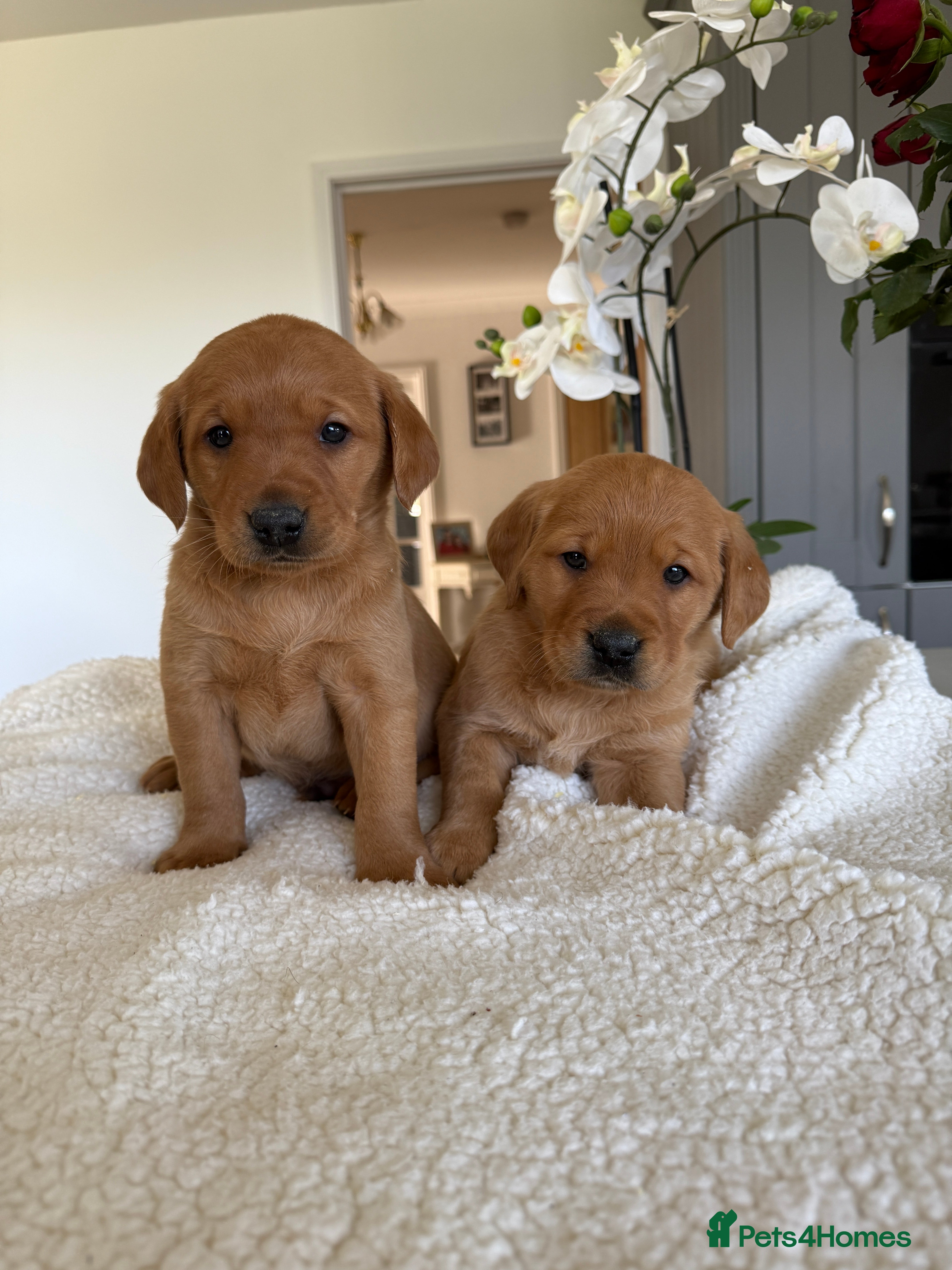 Goldador dogs Beautiful Dark red chunky goldadors  - Advert 18