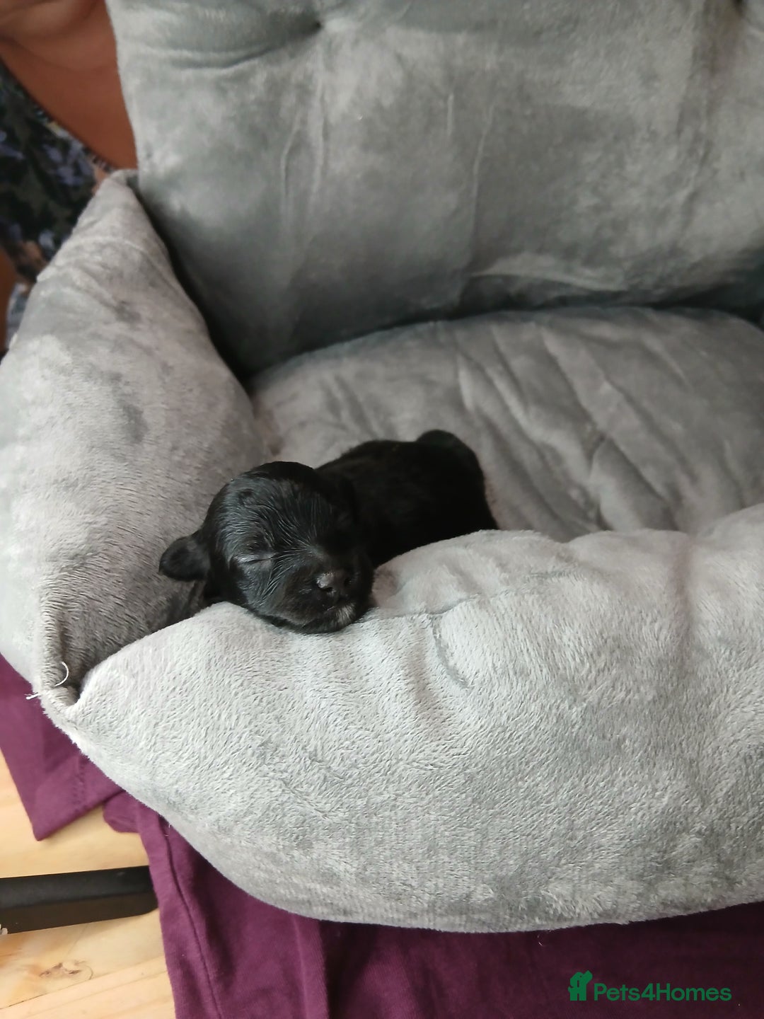 Mixed Breed dogs for sale: Hypoallergenic pups - Image 6