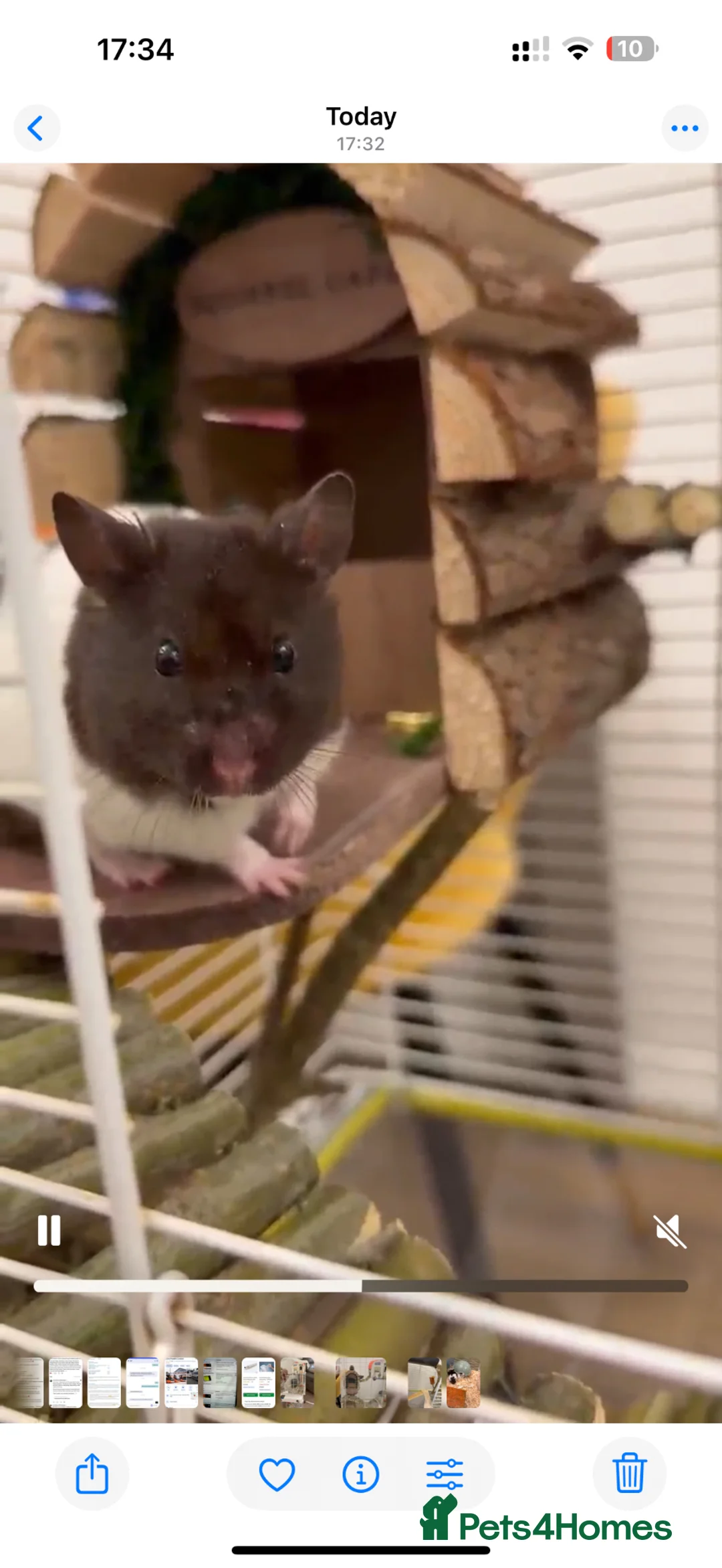 Hamster rodents for sale: Donating Syrian Hamster in Borehamwood - Advert 2