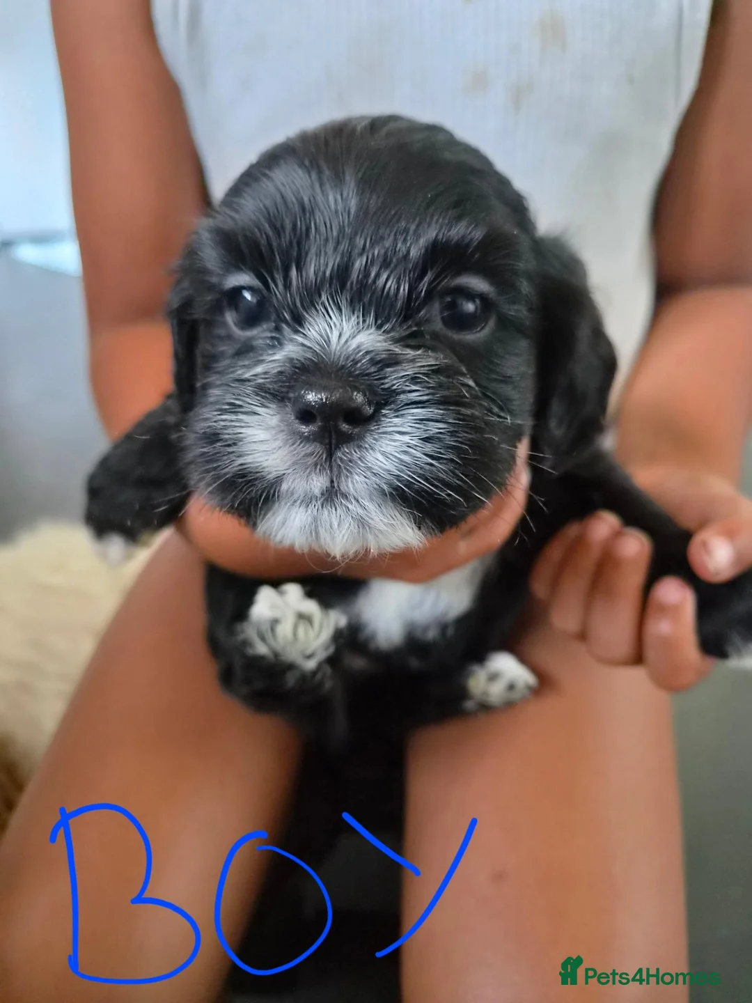 Mixed Breed dogs for sale: Cocker Spaniel x Shih Tzu Puppys in Wimborne - Advert 2