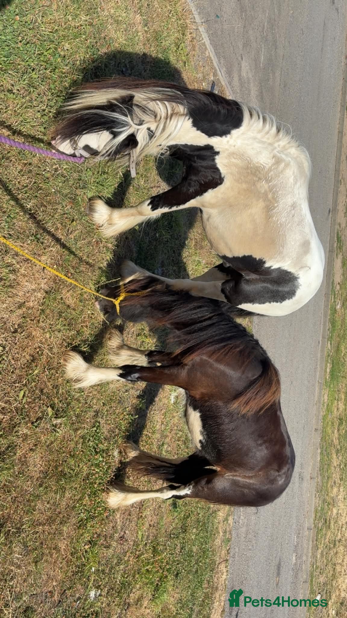 Irish Cob horses 2 colt brothers  - Advert 3