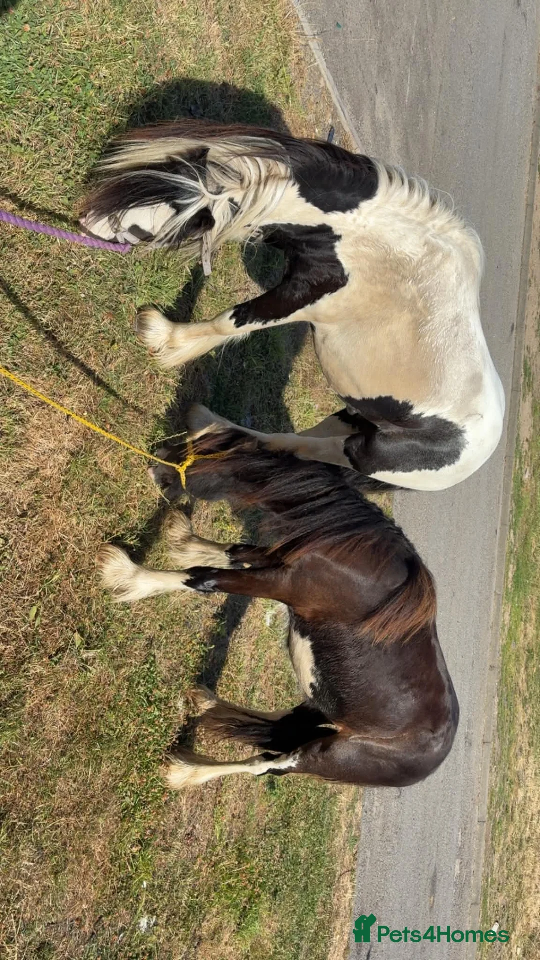 Irish Cob horses for sale: 2 colt brothers  - Advert 1