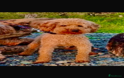 Cockapoo dogs for sale: 3 remaining! Stunning F1B Cockapoo puppies - Image 19