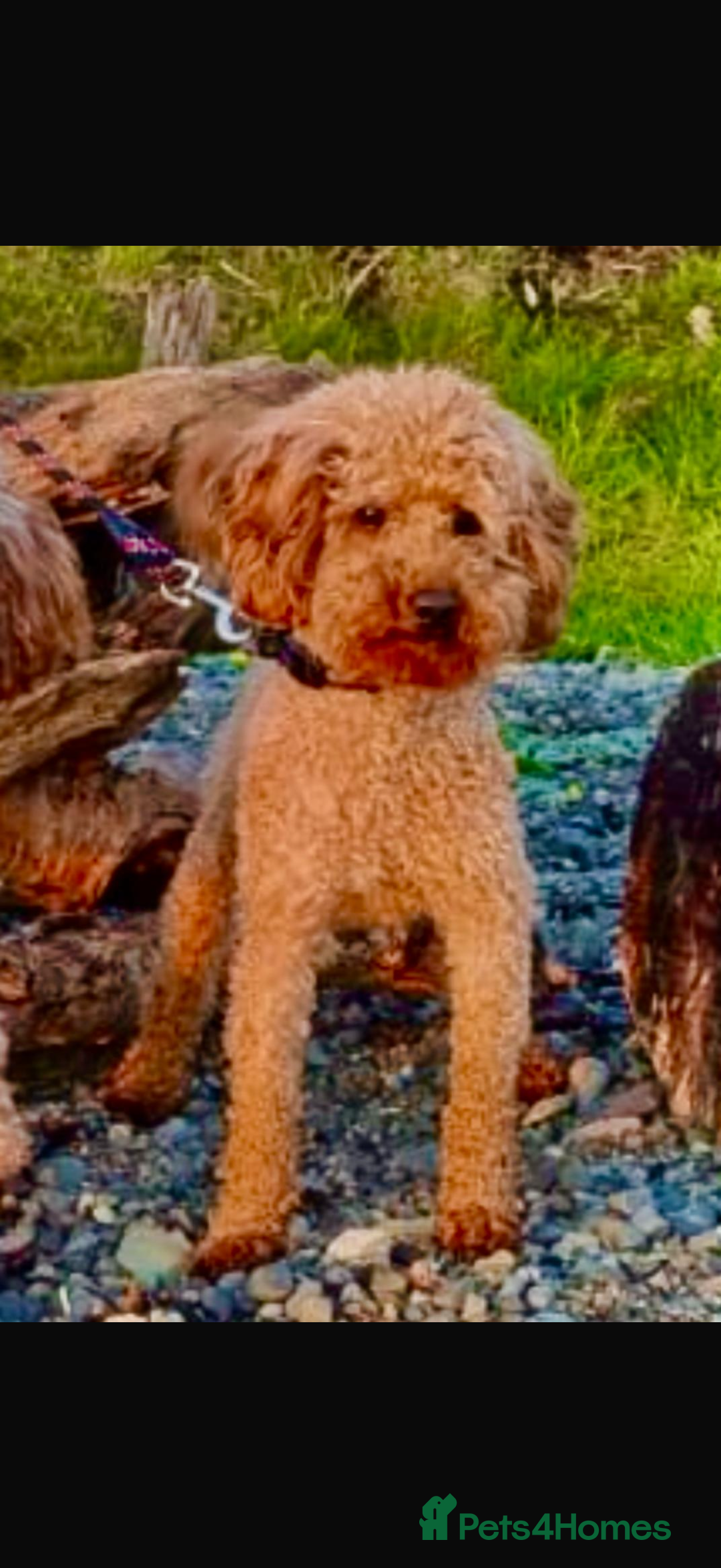 Cockapoo dogs for sale: 3 remaining! Stunning F1B Cockapoo puppies - Image 19
