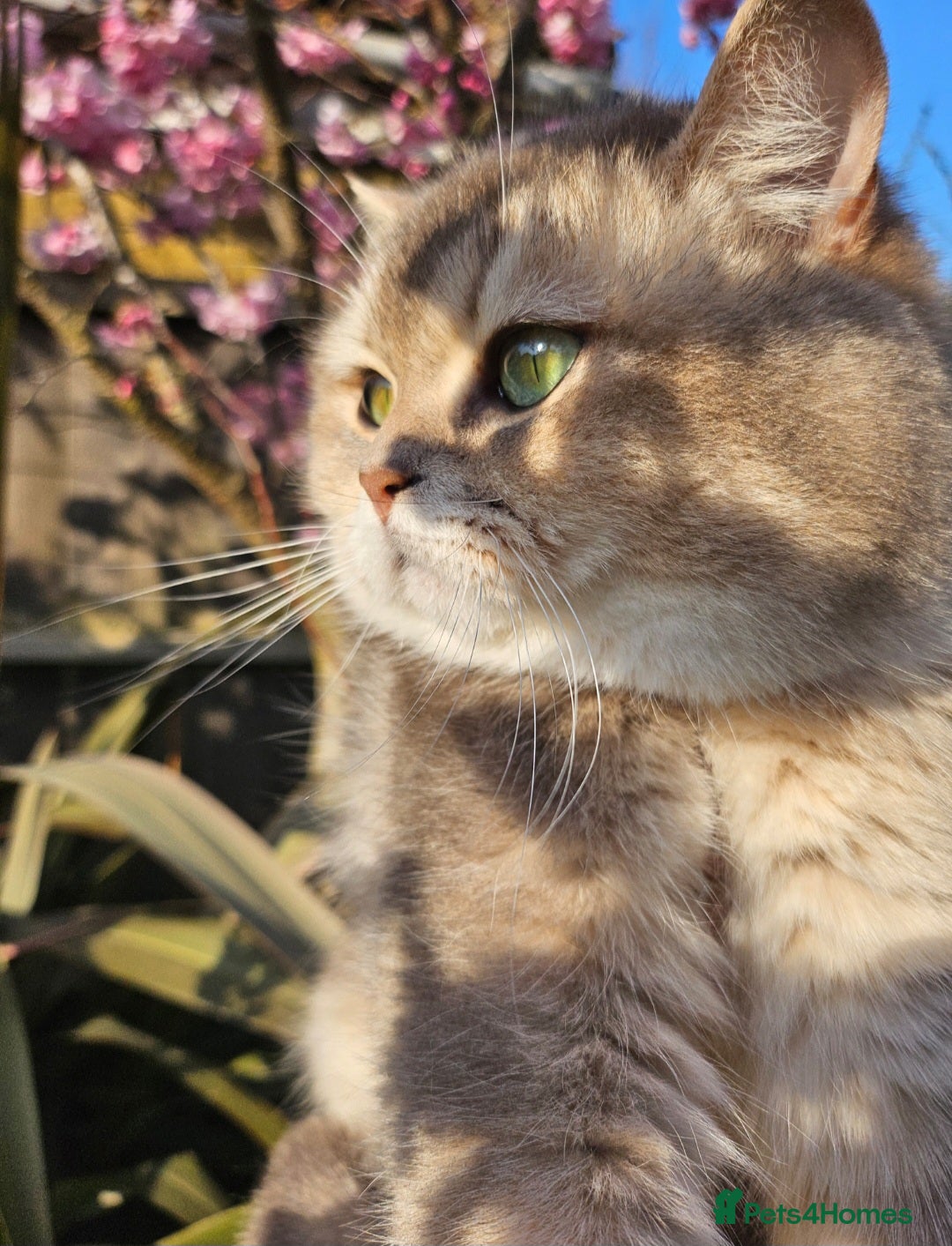 British Shorthair cats for sale: Lilac girl neutered  - Image 2