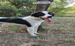 Mixed Breed dogs for adoption: Mecho, 1.5-2 yrs old. Available for adoption. - Image 10