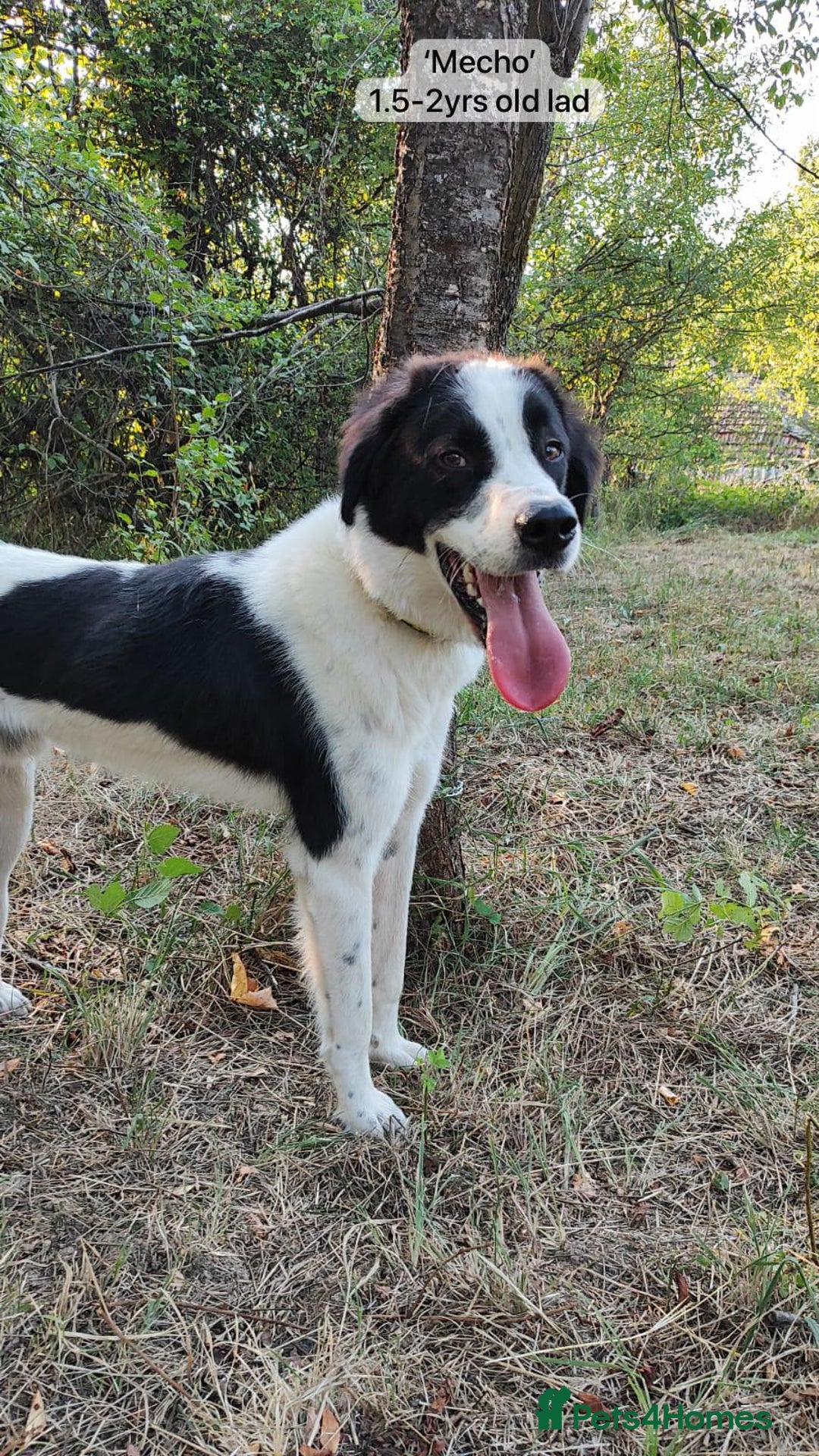 Mixed Breed dogs for adoption: Mecho, 1.5-2 yrs old. Available for adoption. - Image 10