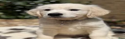 Golden Retriever dogs for sale: Stunning Goldens-Parents are School Wellbeing dogs - Advert 5