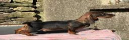 Dachshund dogs for sale: Kennel Club Reg Wirehaired Dachshund Teckel pups - Advert 9
