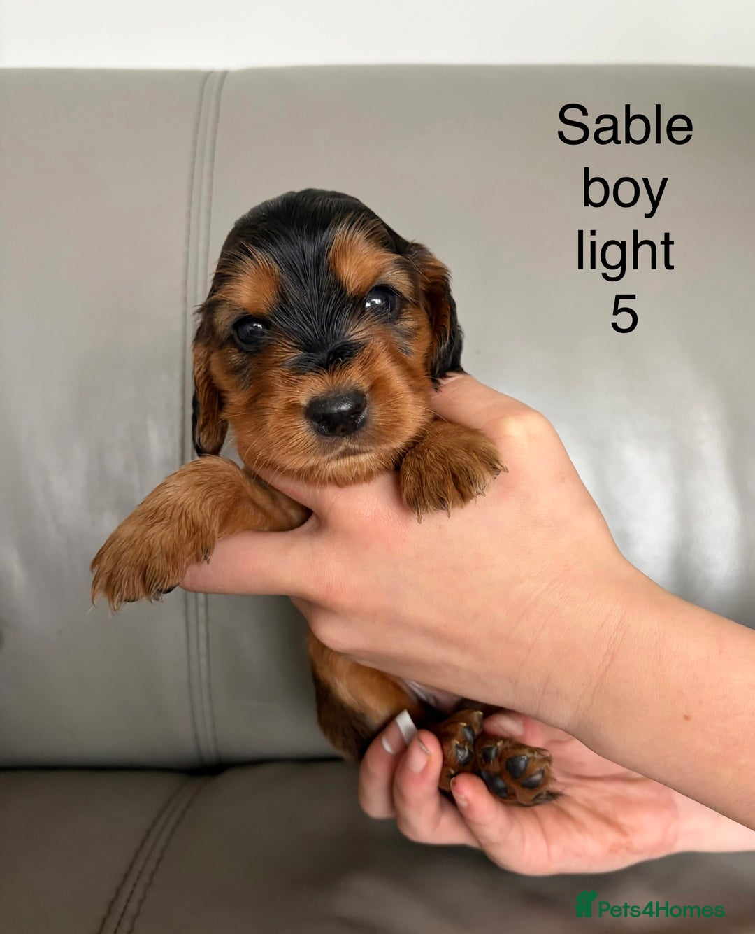 Cocker Spaniel dogs for sale: ***Outstanding KC Show cocker spaniels *** - Image 7